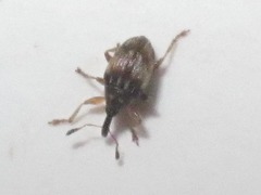 Nanophyes marmoratus