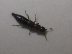 Sunius melanocephalus