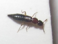 Sunius melanocephalus