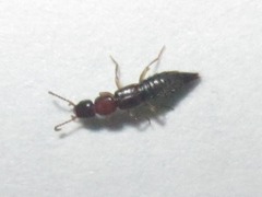 Sunius melanocephalus