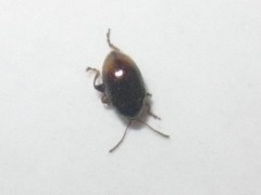 Hippuriphila modeeri