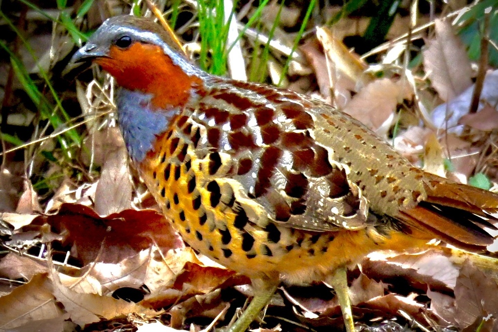 Chinese Bamboo-Partridge from 桜ヶ丘公園, 多摩市, 東京都, JP on March 18, 2026 at ...