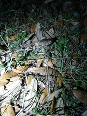 Pseudacris streckeri