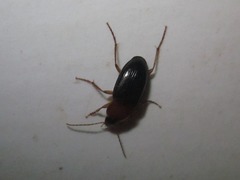 Calathus melanocephalus