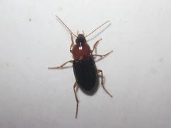 Calathus melanocephalus