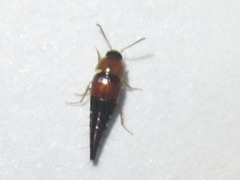 Tachyporus dispar