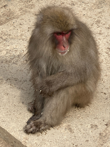 Hondo Macaque