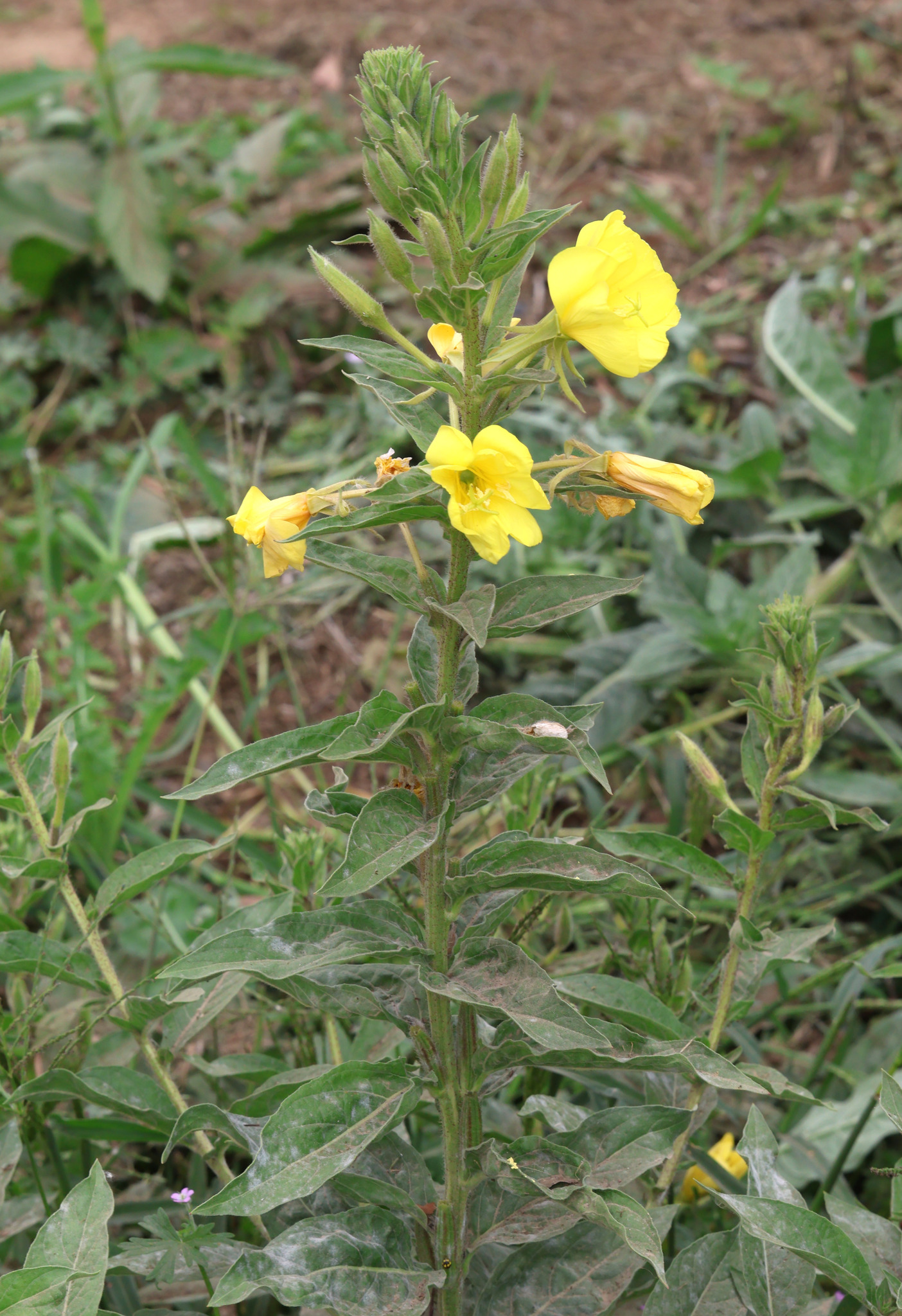 Large-Flowered Evening-Primrose (Oenothera glazioviana)