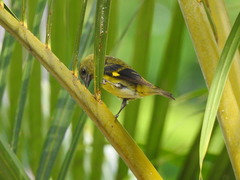 Spinus xanthogastrus