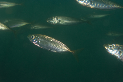 Atlantic horse mackerel (Trachurus trachurus) — Carangidae