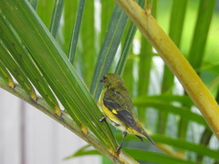 Spinus xanthogastrus