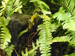 Spinus xanthogastrus