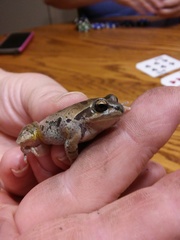 Pseudacris streckeri