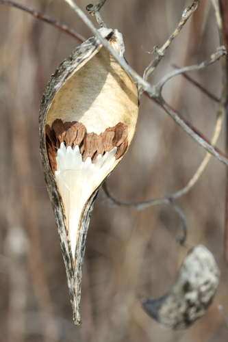 honey-vine climbing milkweed