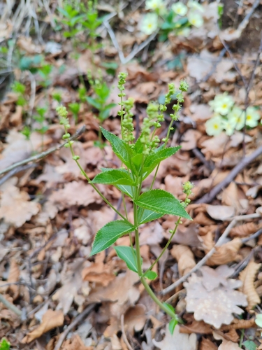 Broad-leaved mercury (Mercurialis ovata)