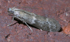 Eurythmia angulella