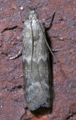 Eurythmia angulella
