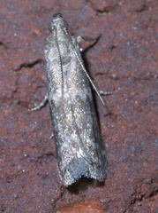 Eurythmia angulella