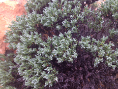 Eriogonum fastigiatum
