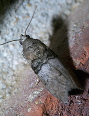 Tlascala reductella