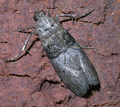 Tlascala reductella
