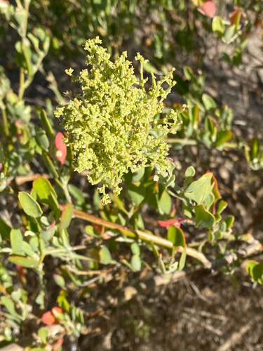 berry saltbush (Chenopodium baccatum)
