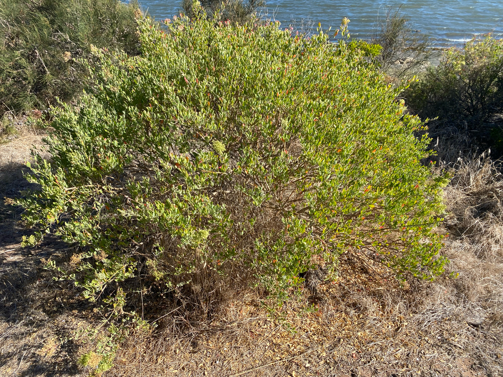 Chenopodium baccatum; photograph (c) smathichong, some rights reserved (CC BY)