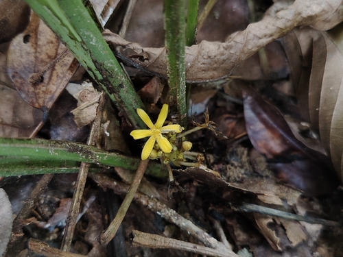 Curculigo latifolia observed 2026-03-13