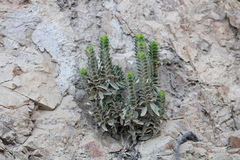 Tetramerium