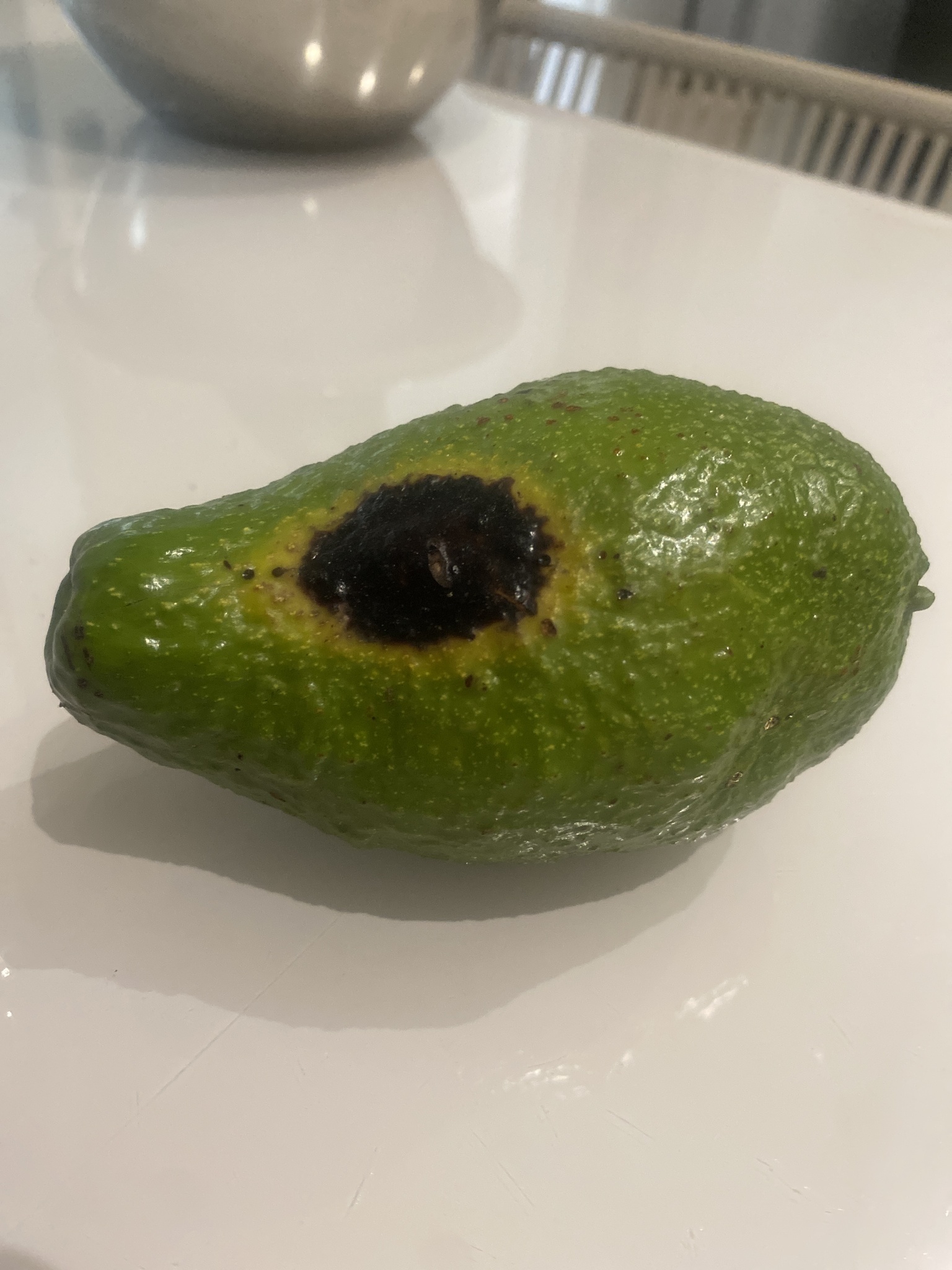 Persea americana