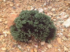 Eriogonum fastigiatum