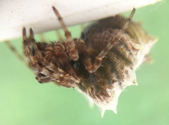 Wagneriana