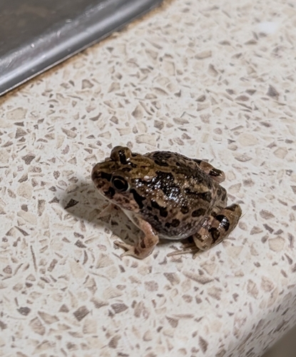 Spenceras Frog, Platyplectrum spenceri