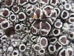 Lecanora campestris