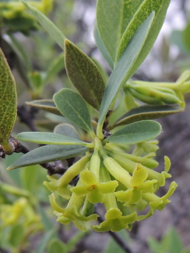 Wikstroemia phillyreifolia