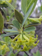 Wikstroemia phillyreifolia