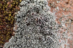 Lecanora campestris
