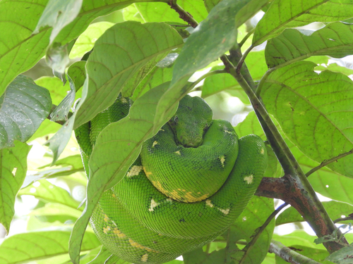 Amazon Basin Emerald Tree Boa