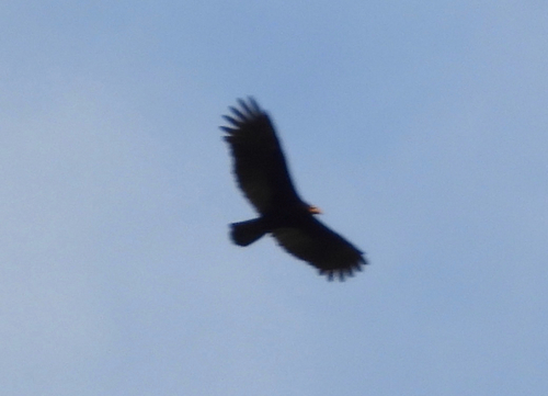Greater Yellow-headed Vulture (Cathartes melambrotus), photo 4