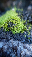 Pseudocrossidium revolutum