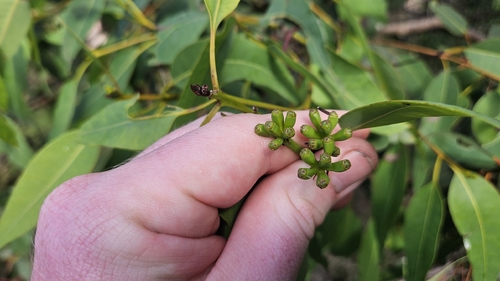 Yellow Tingle (Eucalyptus guilfoylei)