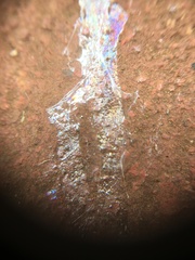 Sarasinula linguaeformis