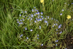 Veronica syriaca