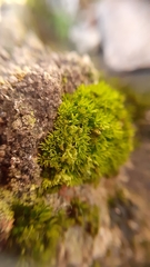 Pseudocrossidium revolutum