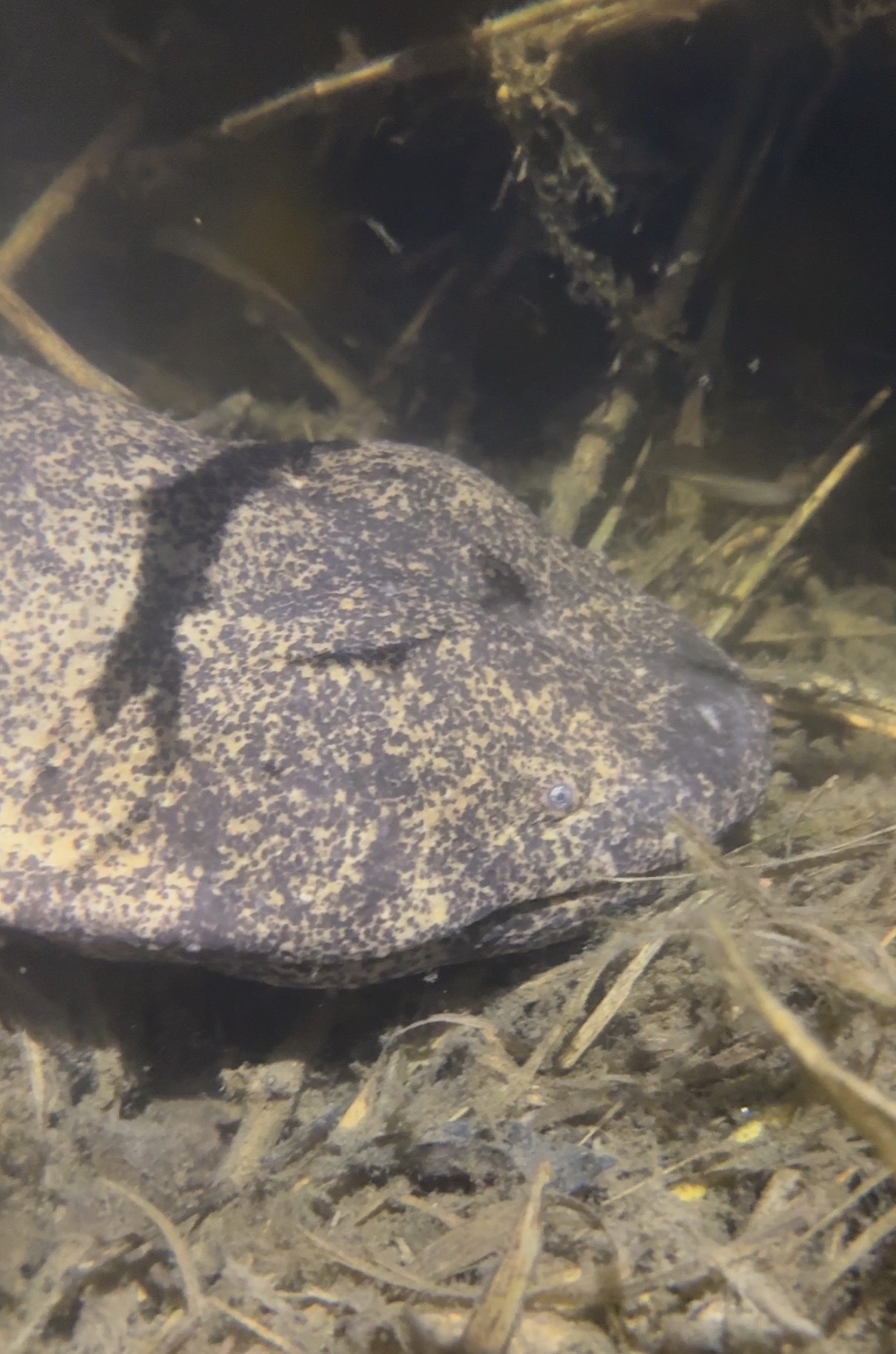 Andrias japonicus (Temminck, 1836)