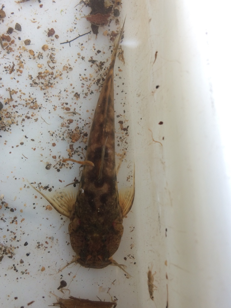 Andean Catfish