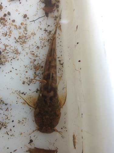 Astroblepus ubidiai