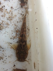 Andean Catfish photo 1