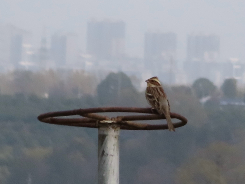 Yellow-throated Bunting