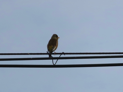 Oriental Greenfinch